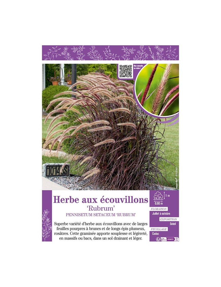 PENNISETUM SETACEUM RUBRUM voir HERBE AUX ECOUVILLONS