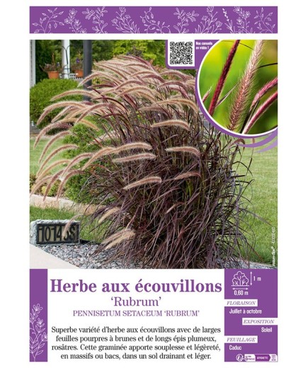 PENNISETUM SETACEUM RUBRUM voir HERBE AUX ECOUVILLONS