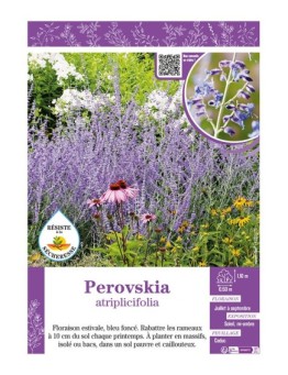 PEROVSKIA ATRIPLICIFOLIA