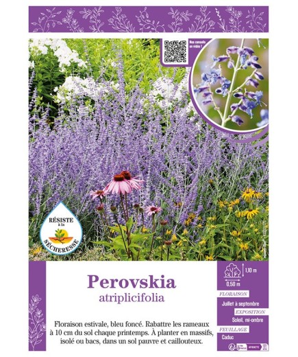 PEROVSKIA ATRIPLICIFOLIA