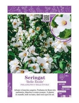 PHILADELPHUS BELLE ÉTOILE voir SERINGAT