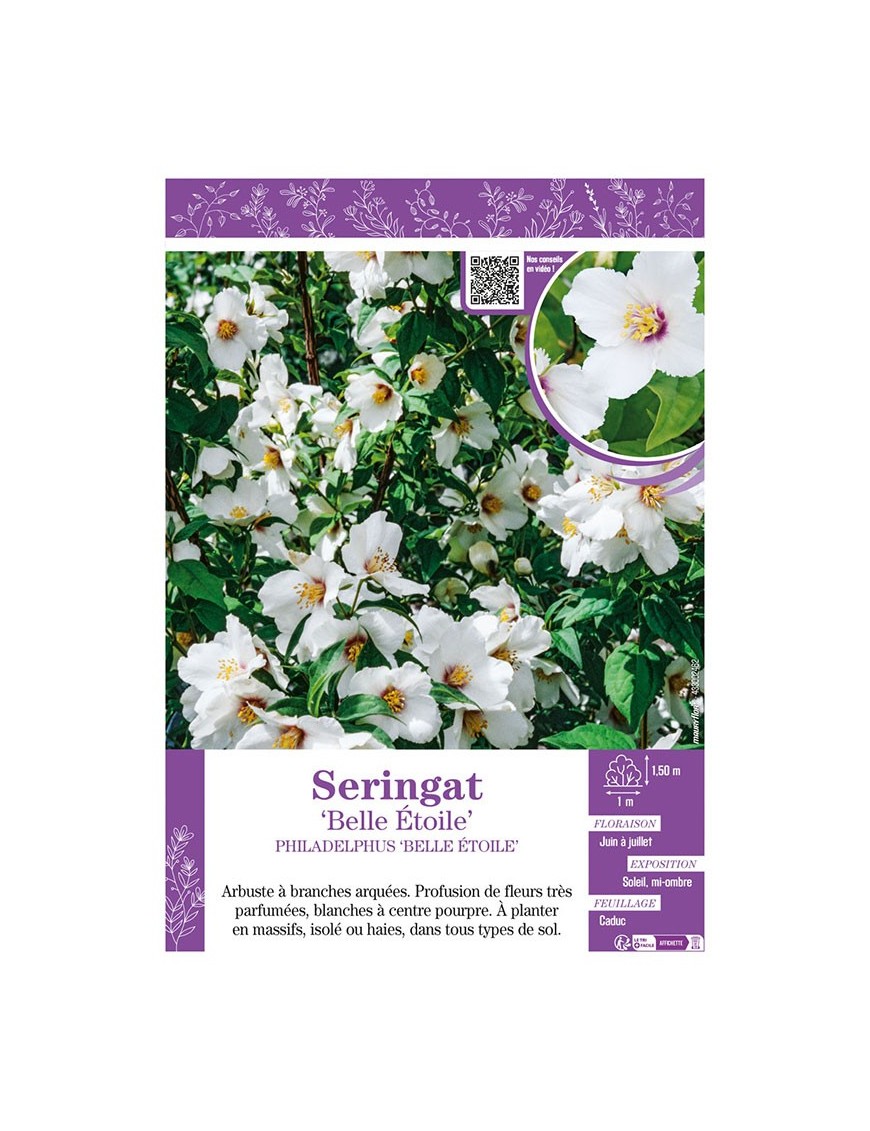 PHILADELPHUS BELLE ÉTOILE voir SERINGAT