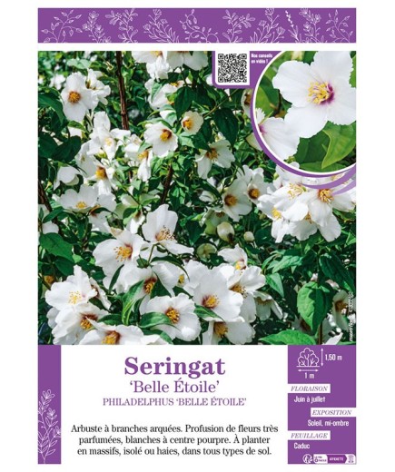 PHILADELPHUS BELLE ÉTOILE voir SERINGAT