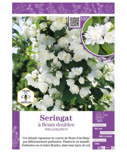 PHILADELPHUS voir SERINGAT À FLEURS DOUBLES