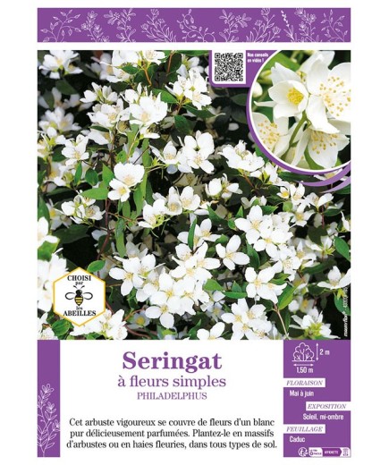 PHILADELPHUS voir SERINGAT À FLEURS SIMPLES