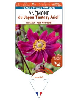 ANEMONE hupehensis Fantasy Ariel voir Anémone du Japon
