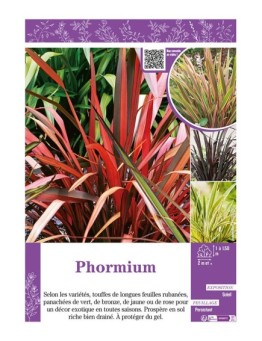 PHORMIUM (Lin de Nouvelle-Zélande)