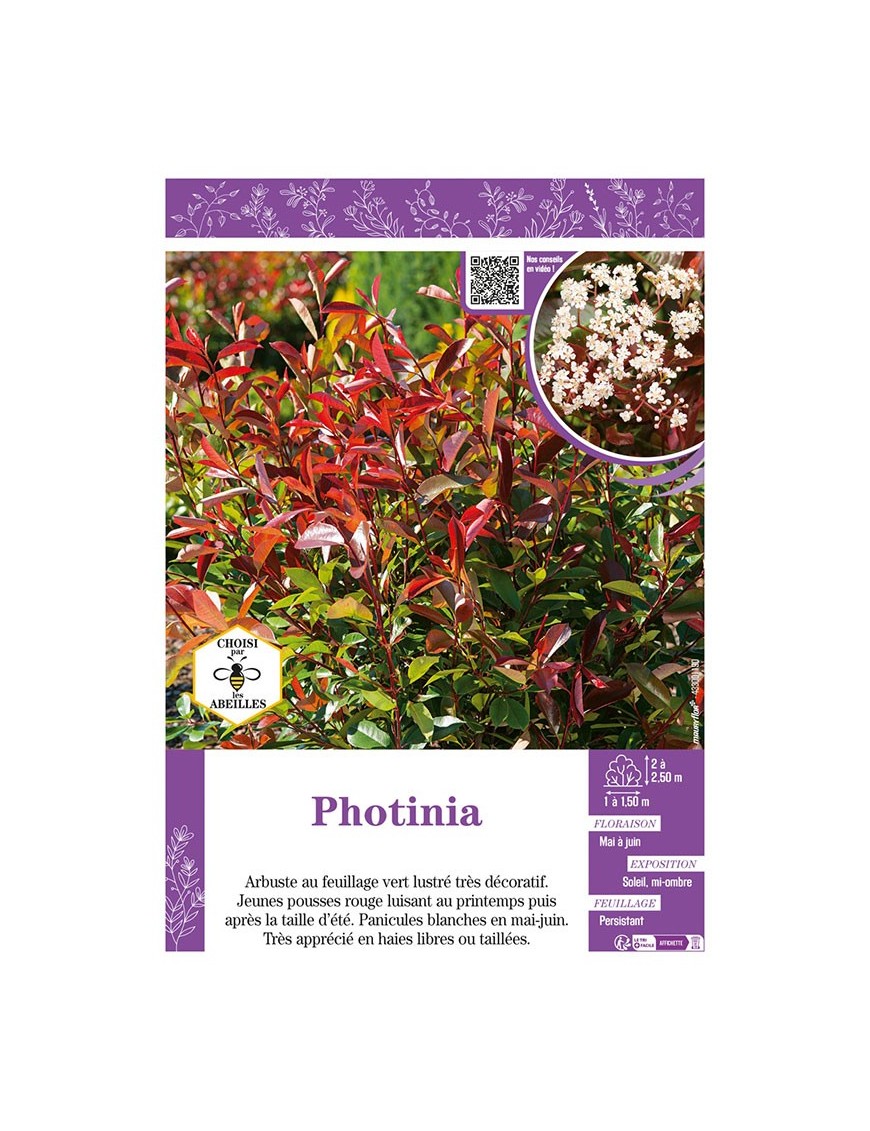 PHOTINIA