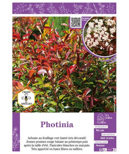 PHOTINIA