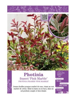PHOTINIA FRASERI PINK MARBLE