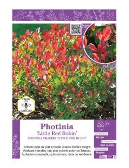 PHOTINIA LITTLE RED ROBIN