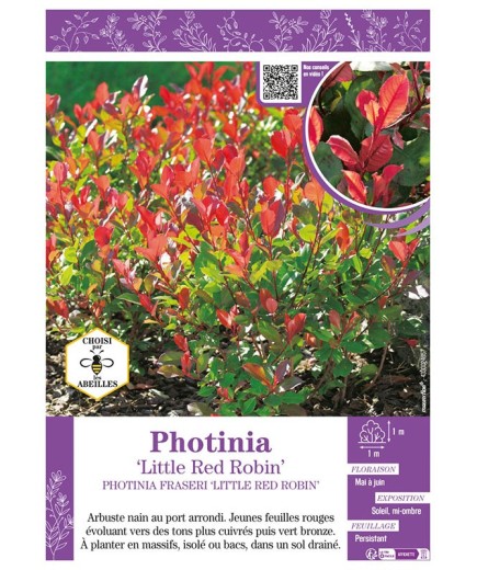 PHOTINIA LITTLE RED ROBIN