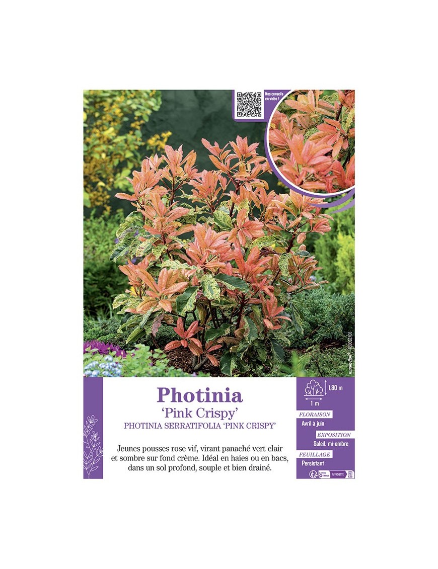 PHOTINIA SERRATIFOLIA 'PINK CRISPY' voir PHOTINIA 'PINK CRISPY'