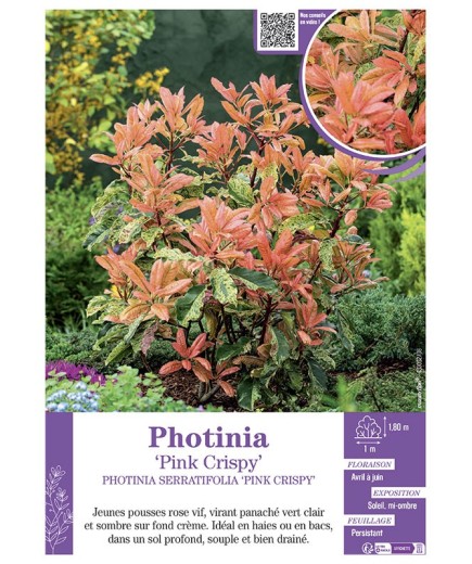 PHOTINIA SERRATIFOLIA 'PINK CRISPY' voir PHOTINIA 'PINK CRISPY'