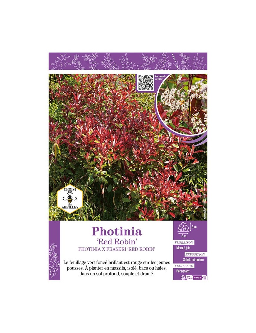 PHOTINIA X FRASERI RED ROBIN