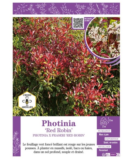 PHOTINIA X FRASERI RED ROBIN