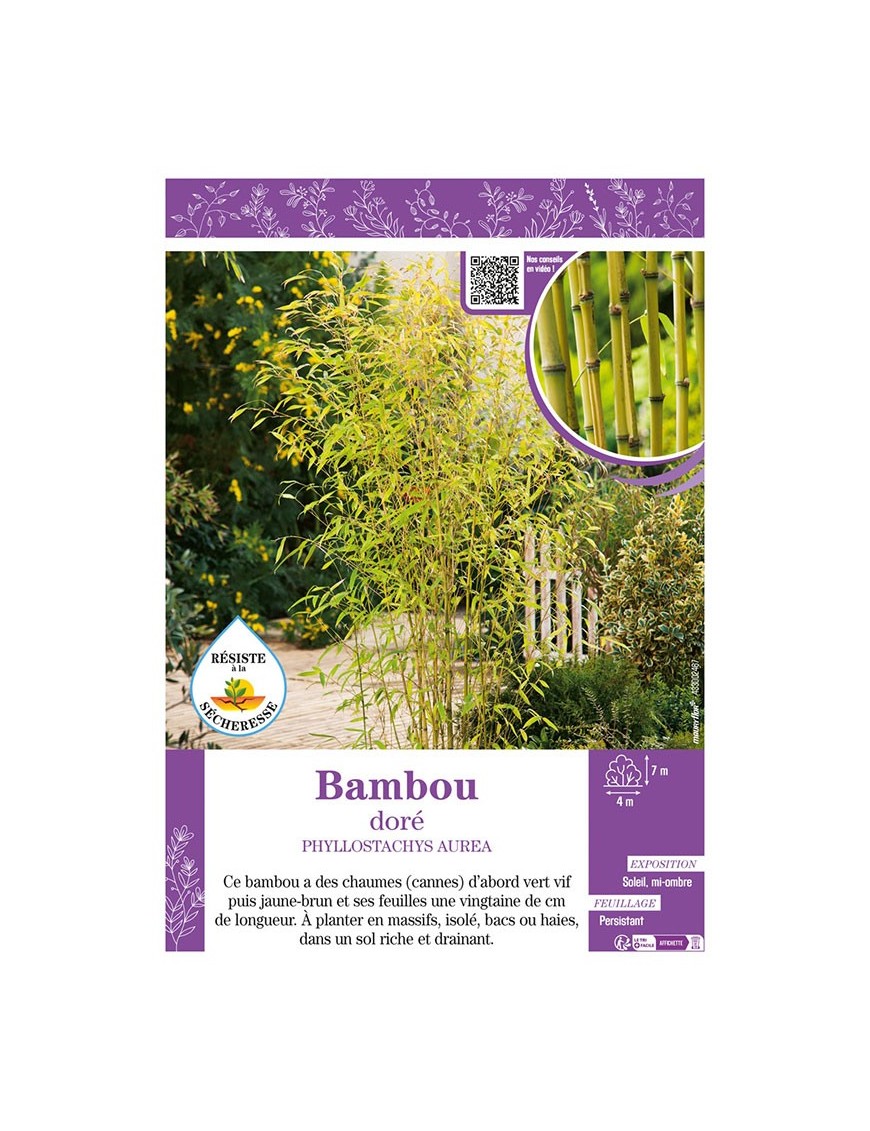 PHYLLOSTACHYS AUREA voir Bambou doré