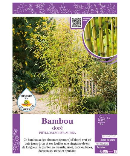 PHYLLOSTACHYS AUREA voir Bambou doré