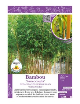 PHYLLOSTACHYS AUREOSULCATA AUREOCAULIS voir Bambou