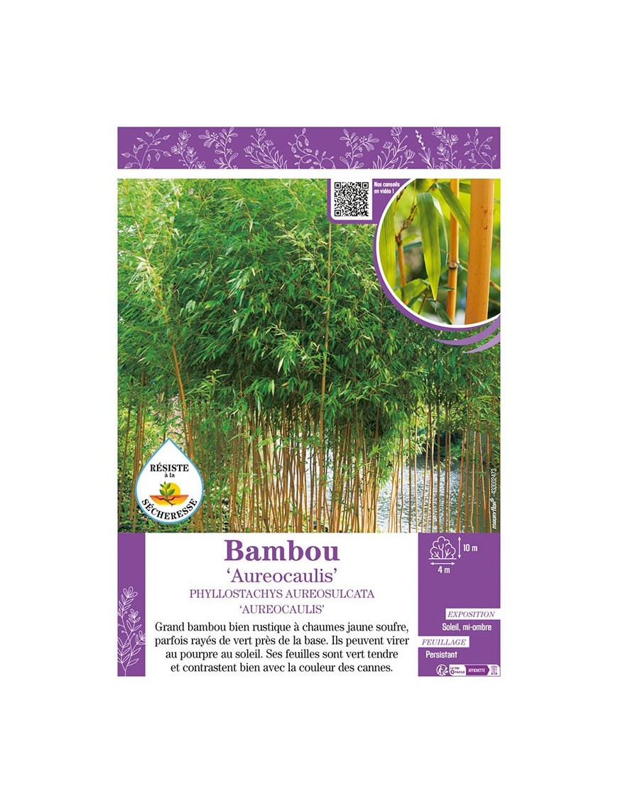 PHYLLOSTACHYS AUREOSULCATA AUREOCAULIS voir Bambou
