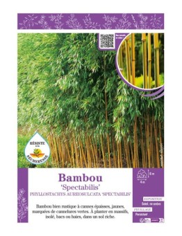 PHYLLOSTACHYS AUREOSULCATA SPECTABILIS voir Bambou