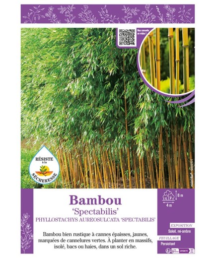 PHYLLOSTACHYS AUREOSULCATA SPECTABILIS voir Bambou