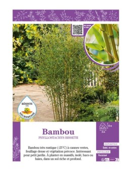 PHYLLOSTACHYS BISSETII voir Bambou