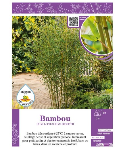 PHYLLOSTACHYS BISSETII voir Bambou