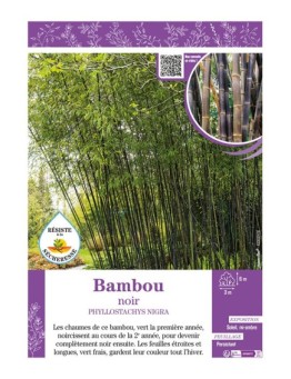 PHYLLOSTACHYS NIGRA voir Bambou noir