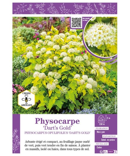 PHYSOCARPUS OPULIFOLIUS DART'S GOLD voir PHYSOCARPE