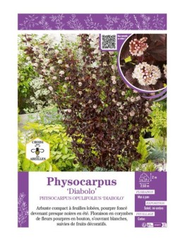 PHYSOCARPUS OPULIFOLIUS DIABOLO voir PHYSOCARPE