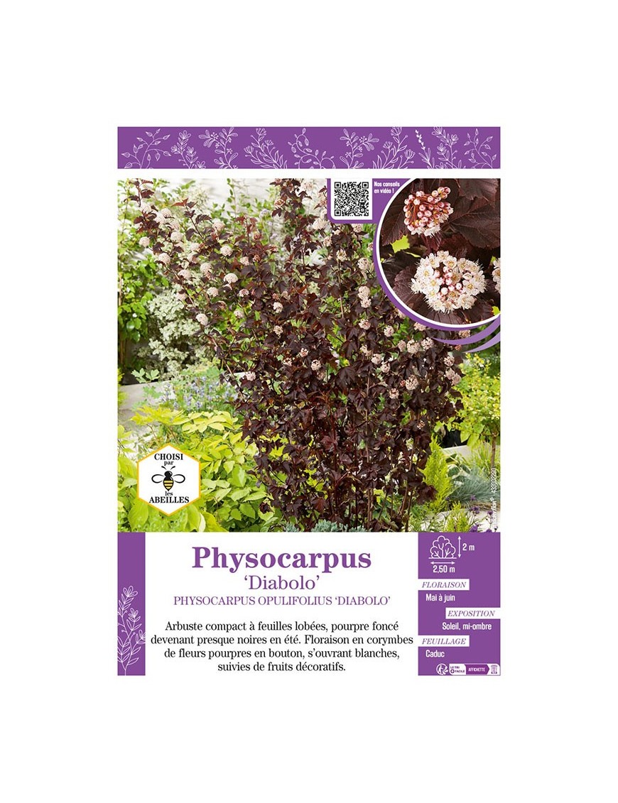 PHYSOCARPUS OPULIFOLIUS DIABOLO voir PHYSOCARPE
