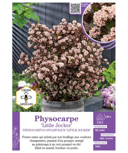 PHYSOCARPUS OPULIFOLIUS NAIN LITTLE JOCKER voir PHYSOCARPE