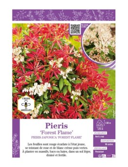 PIERIS JAPONICA FOREST FLAME (ANDROMÈDE DU JAPON)