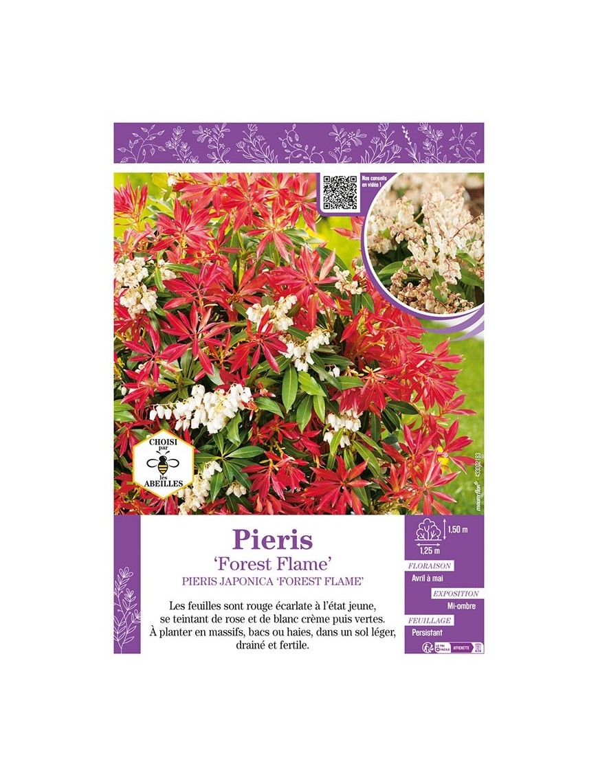 PIERIS JAPONICA FOREST FLAME (ANDROMÈDE DU JAPON)