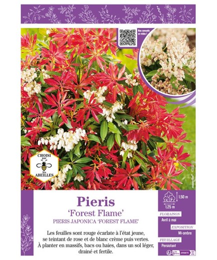 PIERIS JAPONICA FOREST FLAME (ANDROMÈDE DU JAPON)