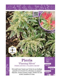 PIERIS JAPONICA FLAMING SILVER (ANDROMÈDE DU JAPON)