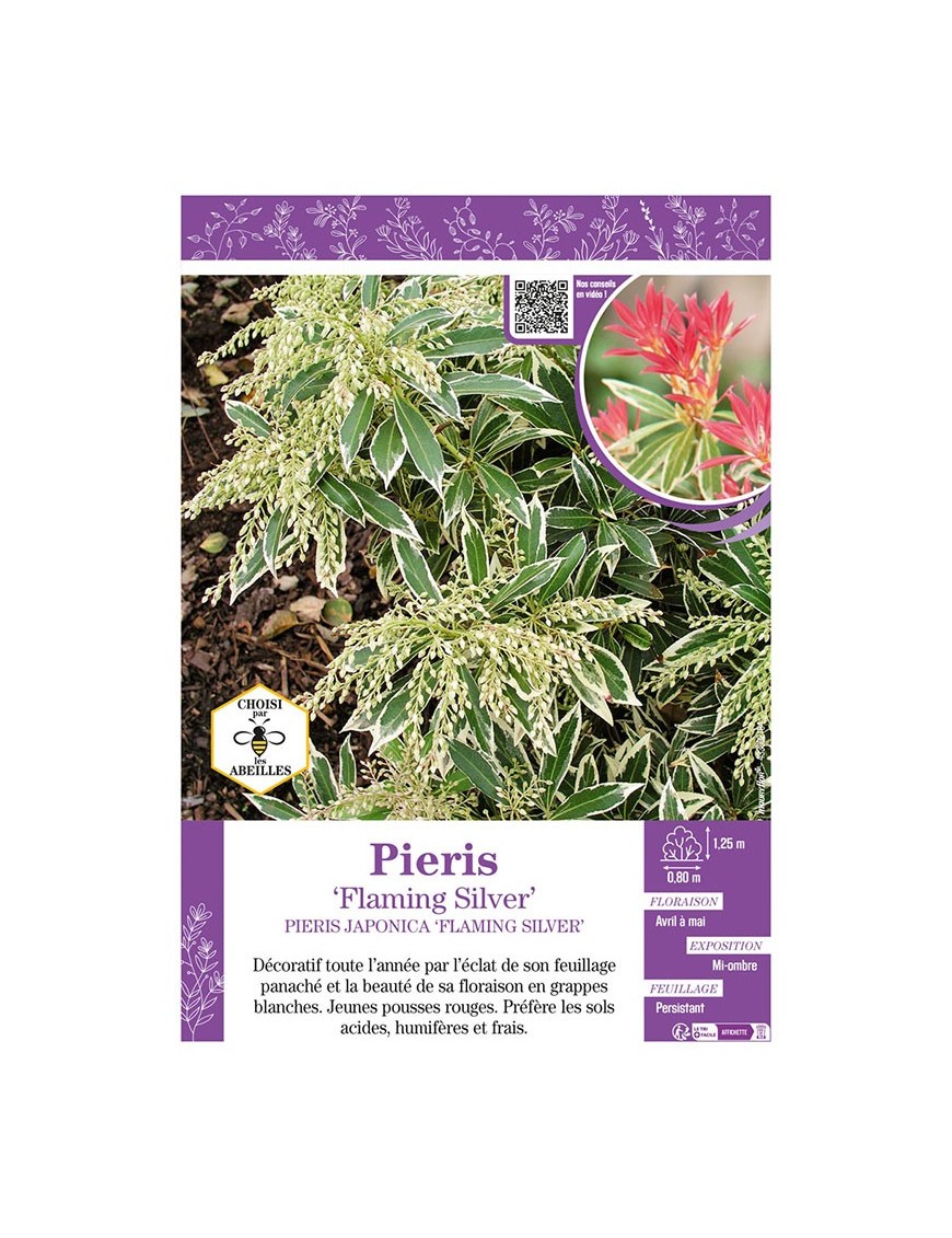 PIERIS JAPONICA FLAMING SILVER (ANDROMÈDE DU JAPON)