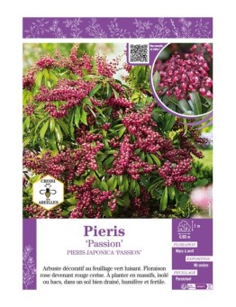 PIERIS JAPONICA PASSION (ANDROMÈDE DU JAPON)