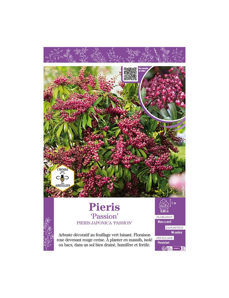 PIERIS JAPONICA PASSION (ANDROMÈDE DU JAPON)