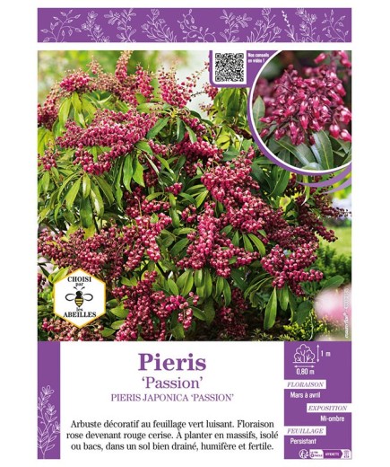 PIERIS JAPONICA PASSION (ANDROMÈDE DU JAPON)