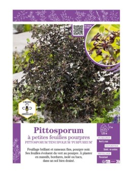 PITTOSPORUM TENUIFOLIUM PURPUREUM voir Pittosporum à petites feuilles pourpres