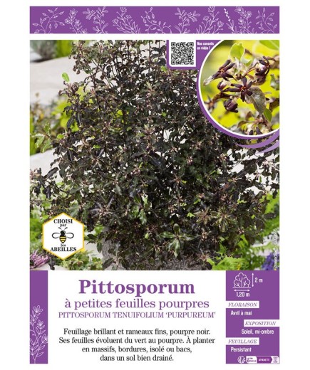 PITTOSPORUM TENUIFOLIUM PURPUREUM voir Pittosporum à petites feuilles pourpres
