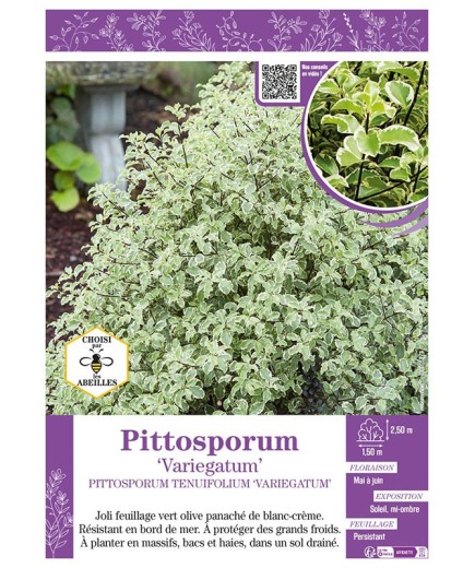 PITTOSPORUM TENUIFOLIUM VARIEGATUM