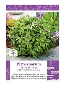 PITTOSPORUM TOBIRA NANA voir Pittosporum du Japon nain