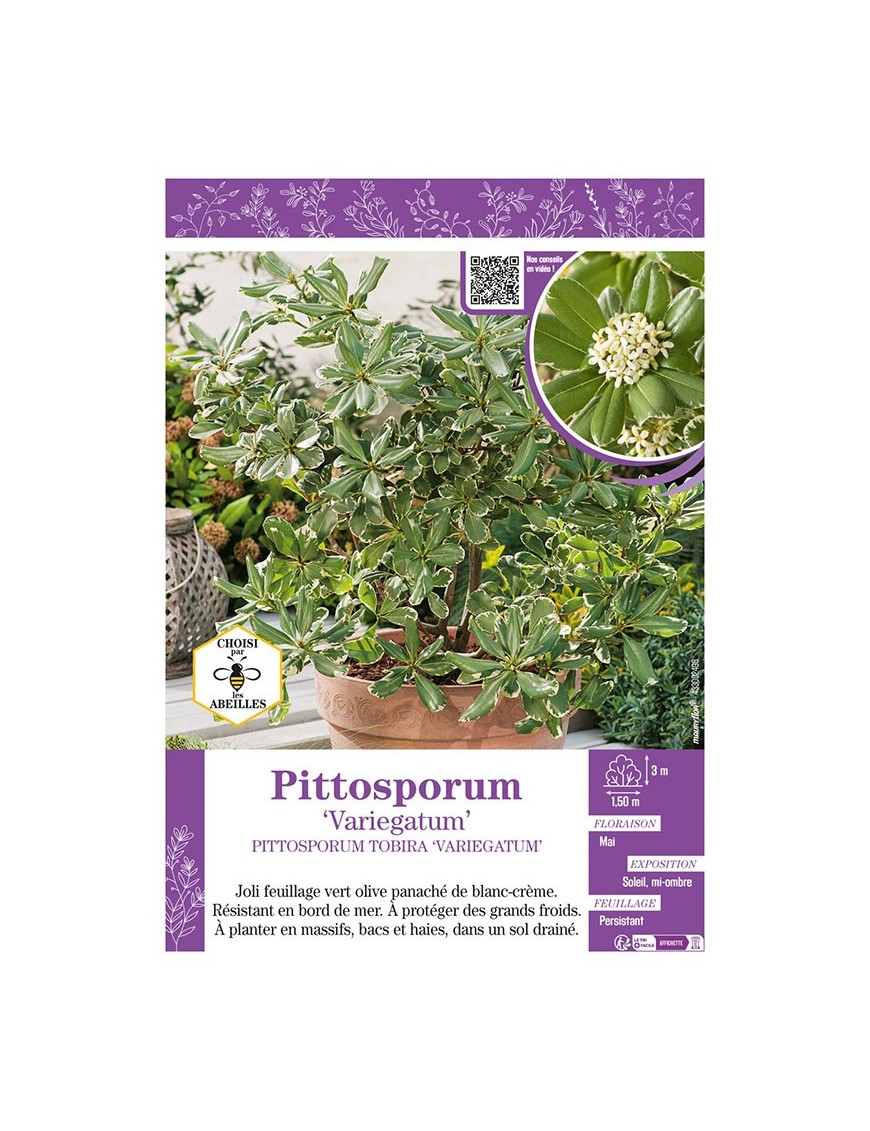 PITTOSPORUM TOBIRA VARIEGATUM