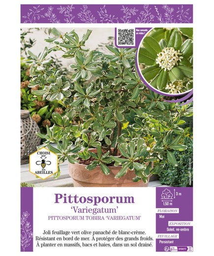 PITTOSPORUM TOBIRA VARIEGATUM