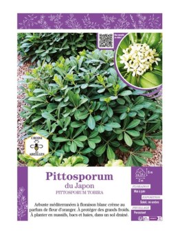 PITTOSPORUM TOBIRA voir PITTOSPORUM DU JAPON