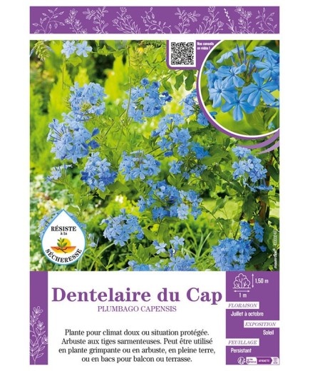PLUMBAGO CAPENSIS voir Dentelaire du Cap