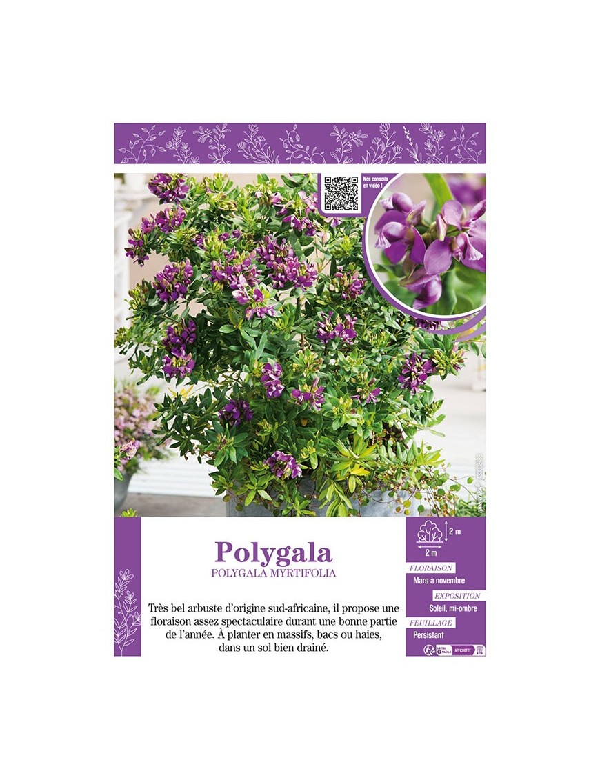POLYGALA MYRTIFOLIA